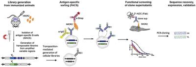 Novel Antibody Drug Conjugates Targeting Tumor-Associated Receptor Tyrosine Kinase ROR2 by Functional Screening of Fully Human Antibody Libraries Using Transpo-mAb Display on Progenitor B Cells